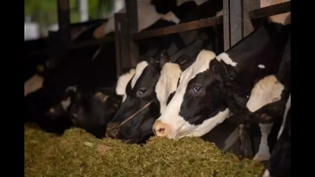 Punjab’s Dairy Boom More Milk, Fewer Cows