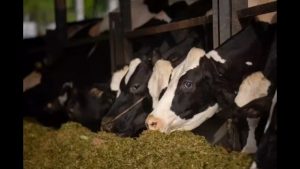 Punjab’s Dairy Boom More Milk, Fewer Cows