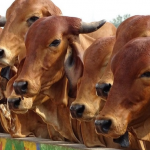 Rajasthan’s Historic Leap First Sex-Sorted Semen Lab