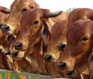 Rajasthan’s Historic Leap First Sex-Sorted Semen Lab