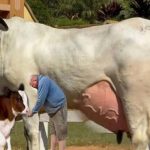 The Brazilian Super-Cow A New Dairy World Record