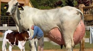 The Brazilian Super-Cow A New Dairy World Record