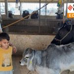 The Indian Dairy Model Success & Challenges