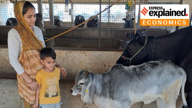 The Indian Dairy Model Success & Challenges