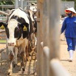 Vietnam’s Dairy Market on the Brink of Collapse