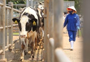 Vietnam’s Dairy Market on the Brink of Collapse