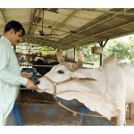Banas Dairy Cuts 30% Methane with AI Climate Tech