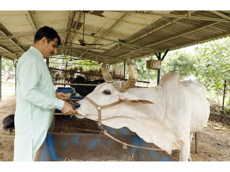 Banas Dairy Cuts 30% Methane with AI Climate Tech