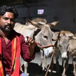 Donkey Milk Sales Surge in Hyderabad at ₹100 15ml