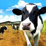 India Dominates Global Dairy 63% Surge Propels 471g Per Capita Supply