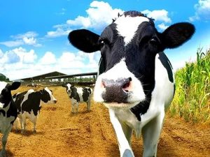India Dominates Global Dairy 63% Surge Propels 471g Per Capita Supply