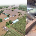Marathwada Tragedy Dairy Farmer Loses 60 Cattle in Minutes