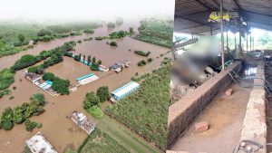 Marathwada Tragedy Dairy Farmer Loses 60 Cattle in Minutes