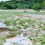 Punjab's Agribusiness Seeks $12B Flood Relief