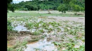 Punjab's Agribusiness Seeks $12B Flood Relief