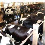 The Big Dairy Dilemma Kerala Farmers Are Losing
