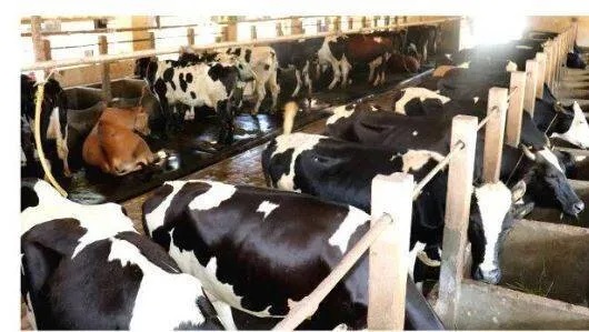 The Big Dairy Dilemma Kerala Farmers Are Losing