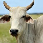 The Violent Threat to India’s Dairy Farmers