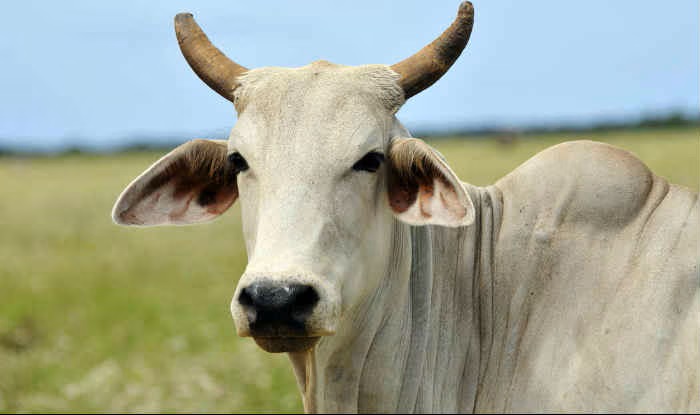 The Violent Threat to India’s Dairy Farmers