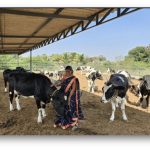 60% Cost Reduction Abbott’s India Dairy Project’s ROI