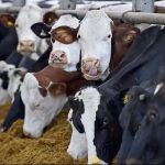Digital Twin Technology Set to Revolutionize Dairy Farming