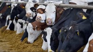 Digital Twin Technology Set to Revolutionize Dairy Farming