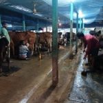 From Post-Grad to Profit India's Dairy Scholar Nets