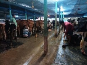 From Post-Grad to Profit India's Dairy Scholar Nets