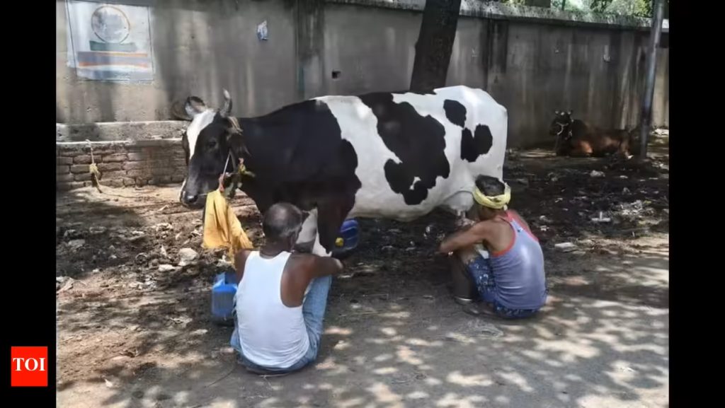 Gokul Hikes Milk Price, Launches Cheese Stability for Farmers
