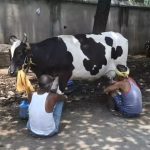 Gokul Hikes Milk Price, Launches Cheese Stability for Farmers