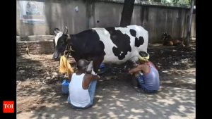 Gokul Hikes Milk Price, Launches Cheese Stability for Farmers