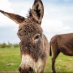 INDIA'S NEW WHITE GOLD Donkey Milk Sells For