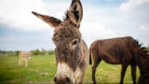 INDIA'S NEW WHITE GOLD Donkey Milk Sells For