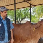 IT to Indigenous Cow King 10 Cr Dairy Empire Built on Desi Breeds