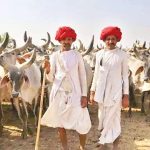 India's Cow Policy Why US Dairy Access is a $8B Trade War