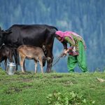 India's Dairy Sector Can Cut Methane 30% With Tech