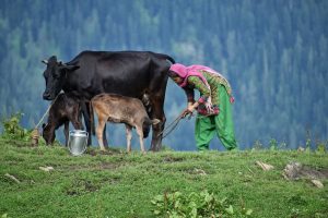 India's Dairy Sector Can Cut Methane 30% With Tech