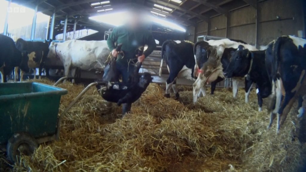 Kashmir Dairy Boom 4,224 New Units Fuel Milk Production