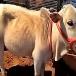 The $20,000 Cow Tiny Breed Steals Pushkar, Holds Key to A2 Dairy