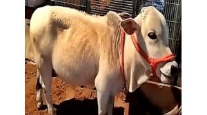 The $20,000 Cow Tiny Breed Steals Pushkar, Holds Key to A2 Dairy