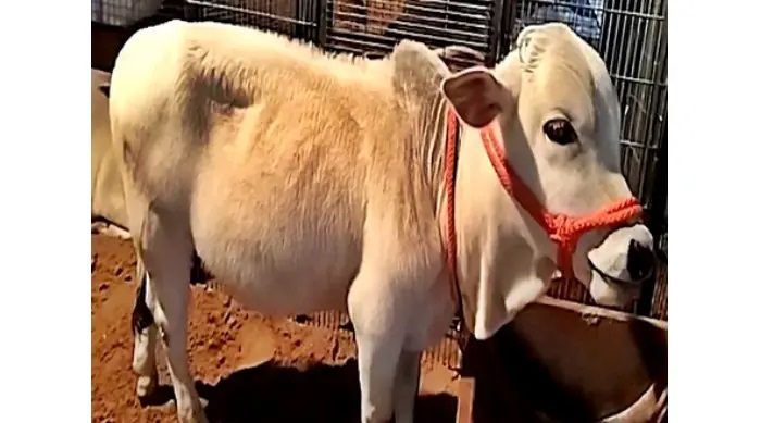The $20,000 Cow Tiny Breed Steals Pushkar, Holds Key to A2 Dairy