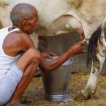 This Village Bans Milk Sales Free Dairy Is a Tradition