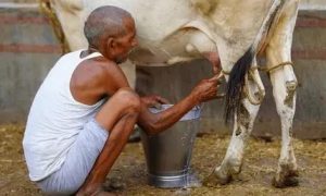 This Village Bans Milk Sales Free Dairy Is a Tradition