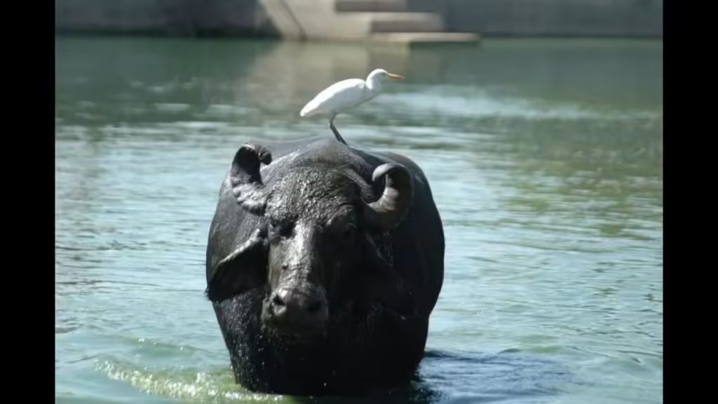 Agribusiness Resilience 50 High-Yield Buffaloes Deployed to Flood-Hit Farmers