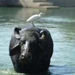 Agribusiness Resilience 50 High-Yield Buffaloes Deployed to Flood-Hit Farmers