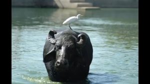 Agribusiness Resilience 50 High-Yield Buffaloes Deployed to Flood-Hit Farmers