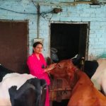 From Classroom to Cowshed Her Dairy Farm Nets 74K Month