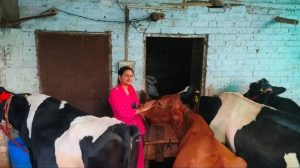 From Classroom to Cowshed Her Dairy Farm Nets 74K Month