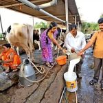 India’s MilkFed Boost: Will Strategic Outsourcing Unlock Growth? 2 India’s MilkFed Boost Will Strategic Outsourcing Unlock Growth