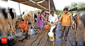 India’s MilkFed Boost Will Strategic Outsourcing Unlock Growth